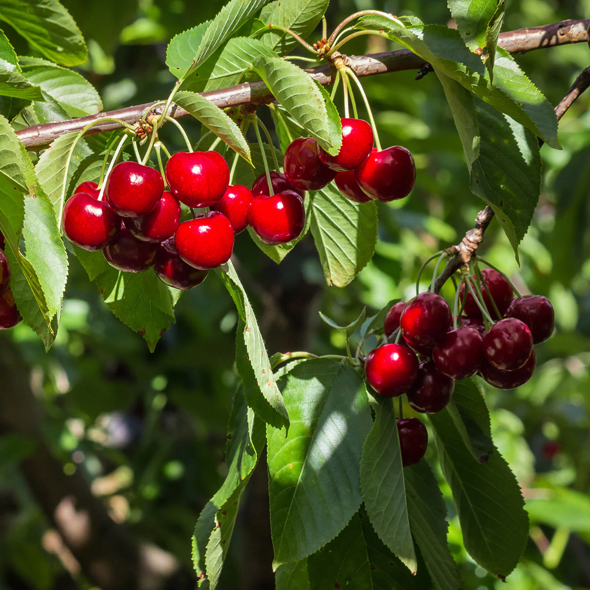 Stella Cherry Tree - Image 2