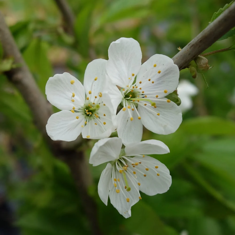 Stella Cherry Tree - Image 3