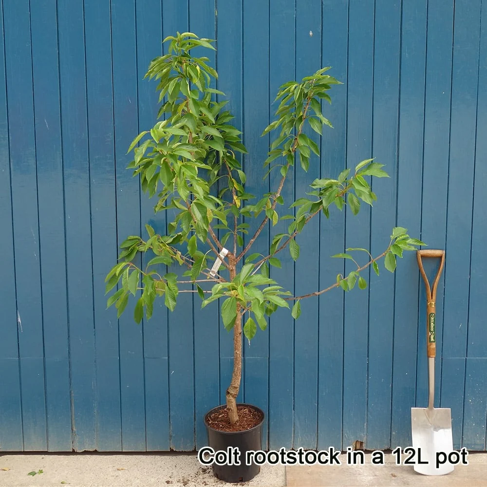 Stella Cherry Tree - Image 4