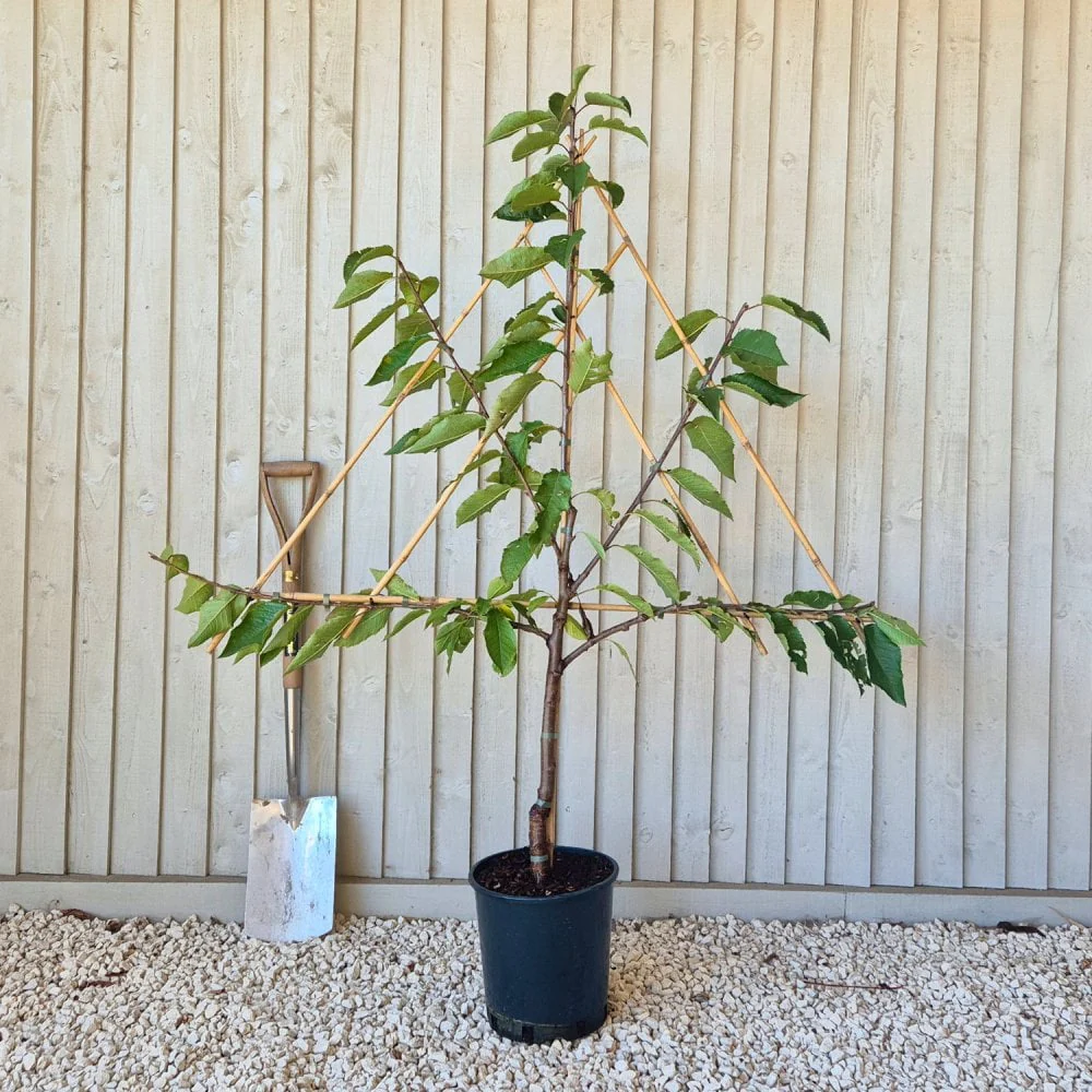 Stella Cherry Tree - Image 5