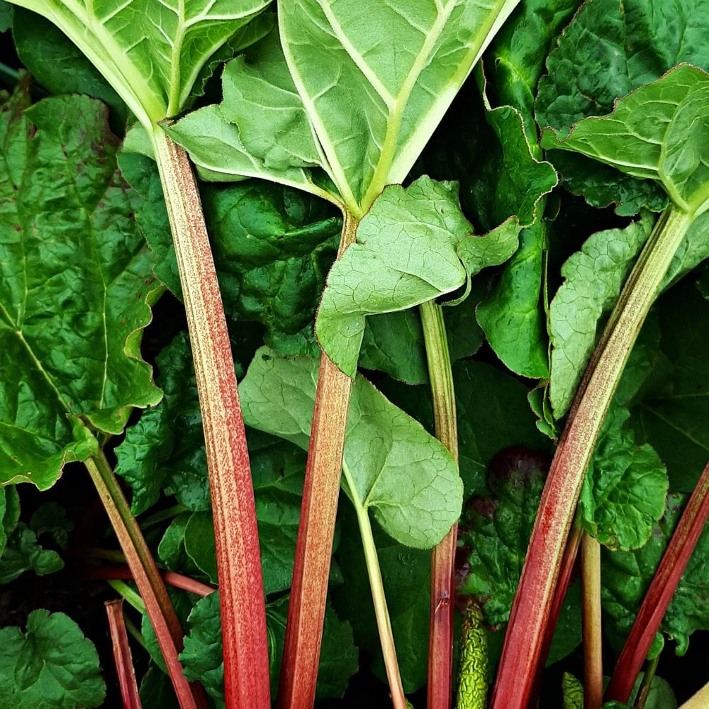Stockbridge Arrow Rhubarb Plant