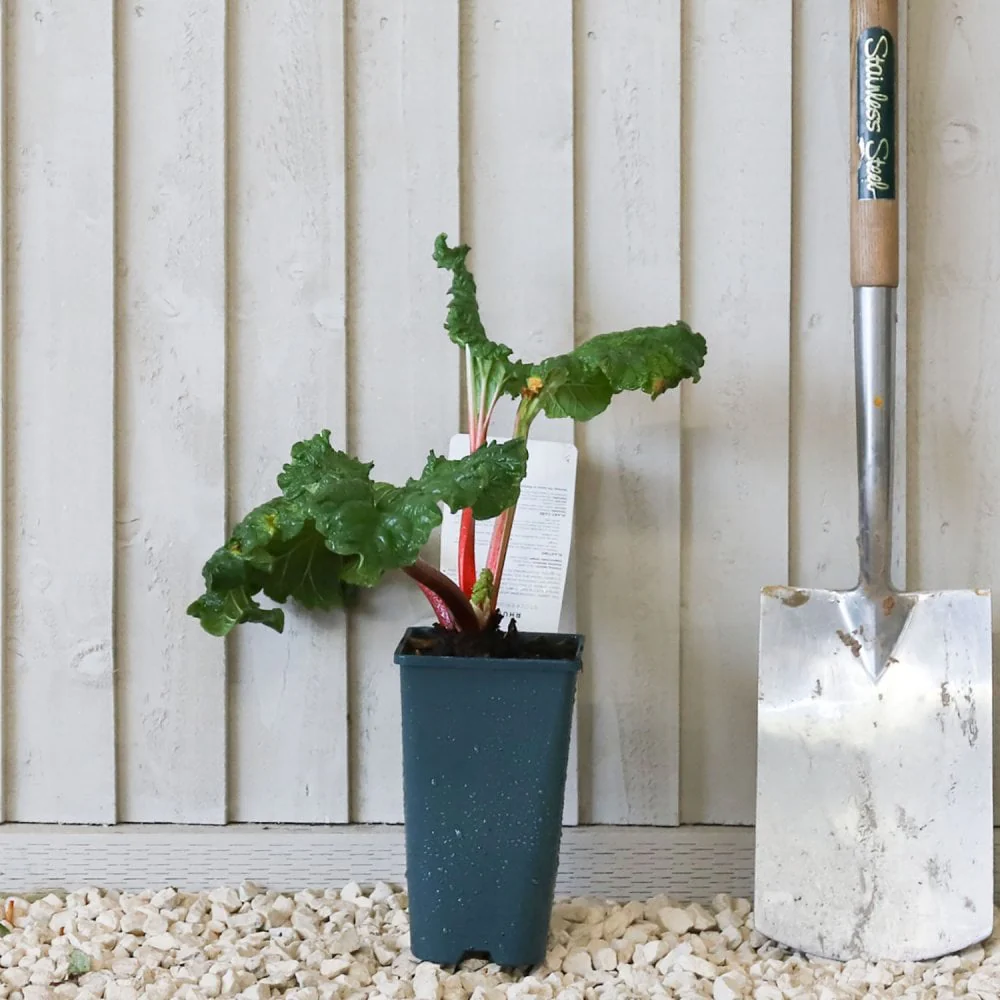 Stockbridge Arrow Rhubarb Plant - Image 2