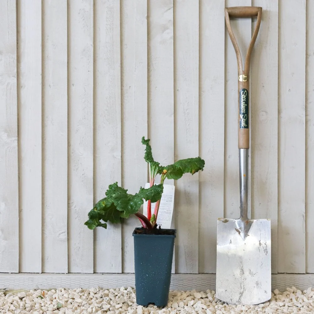 Stockbridge Arrow Rhubarb Plant - Image 3