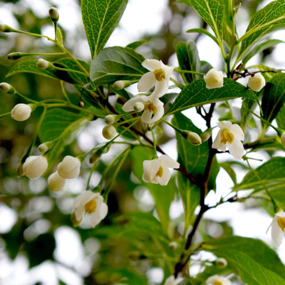 Styrax japonica 'Snow Cone'