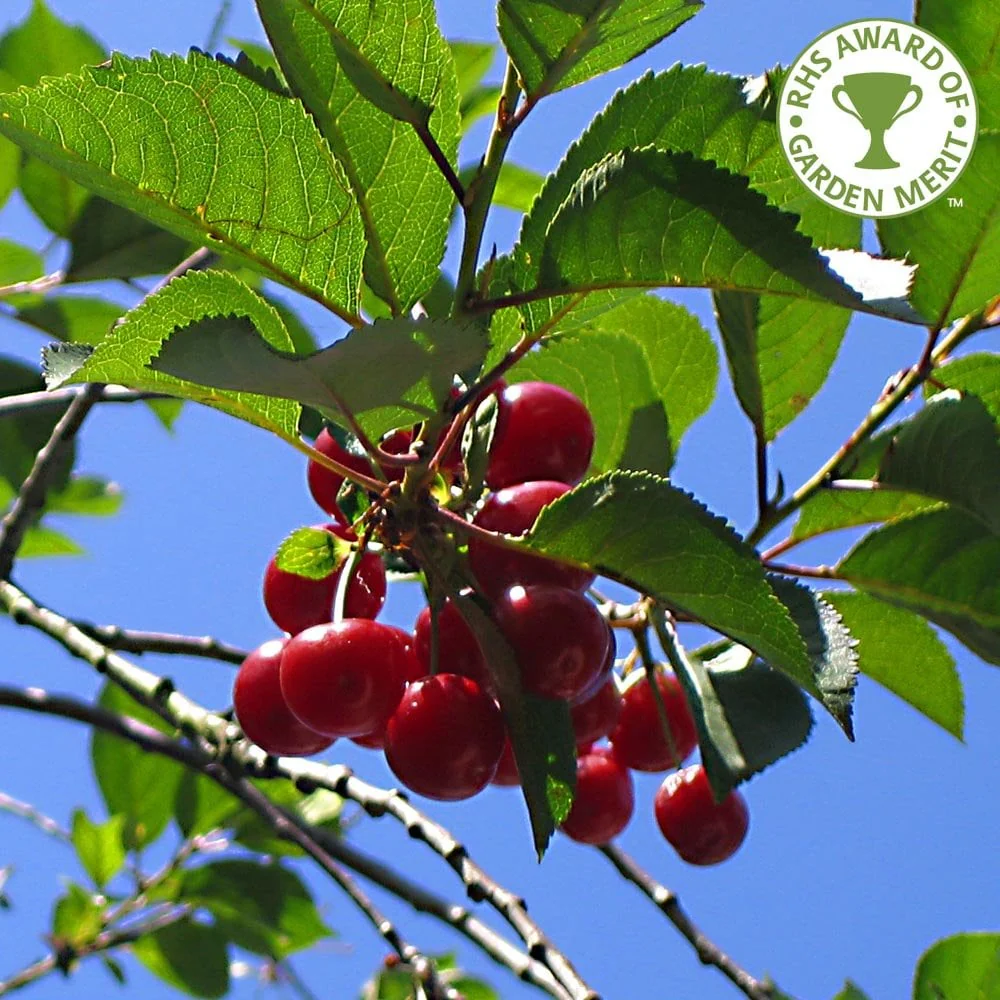 Summer Sun Cherry Tree