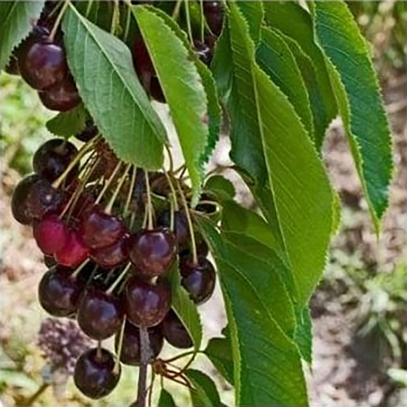 Sunburst Cherry Tree