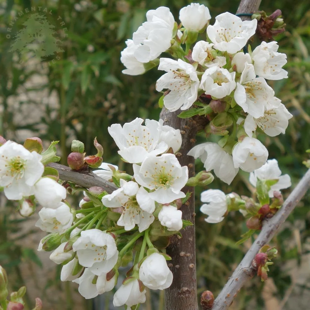 Sunburst Cherry Tree - Image 2