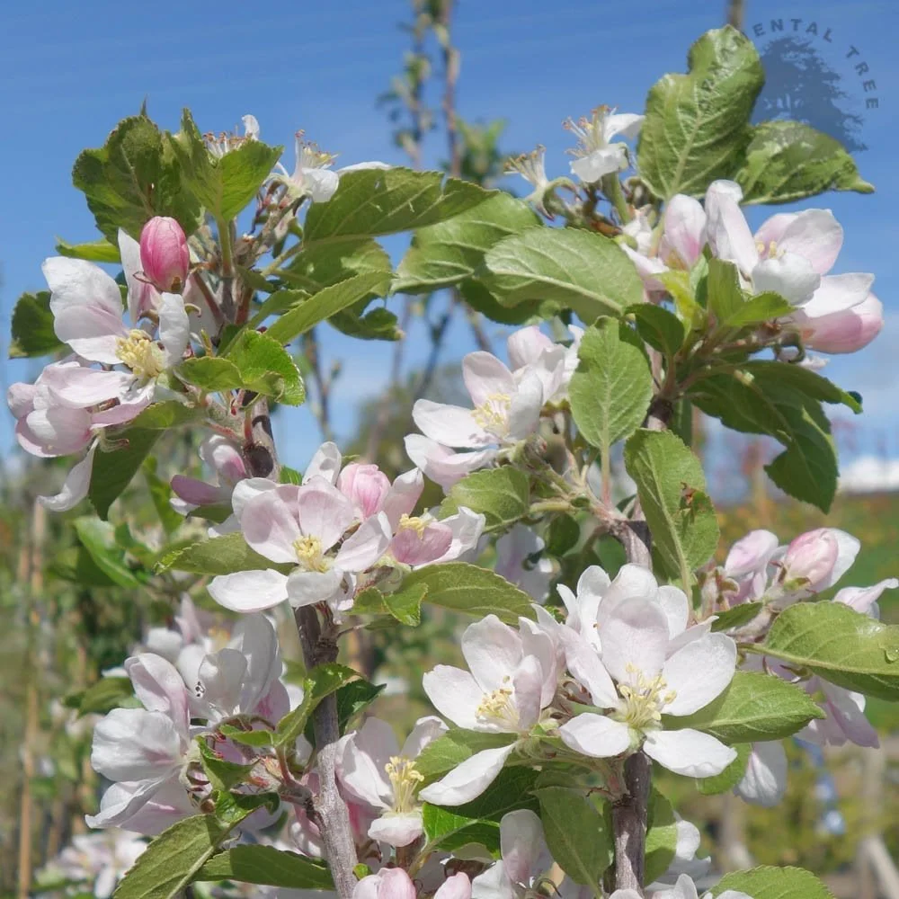Sunset Apple Tree - Image 2
