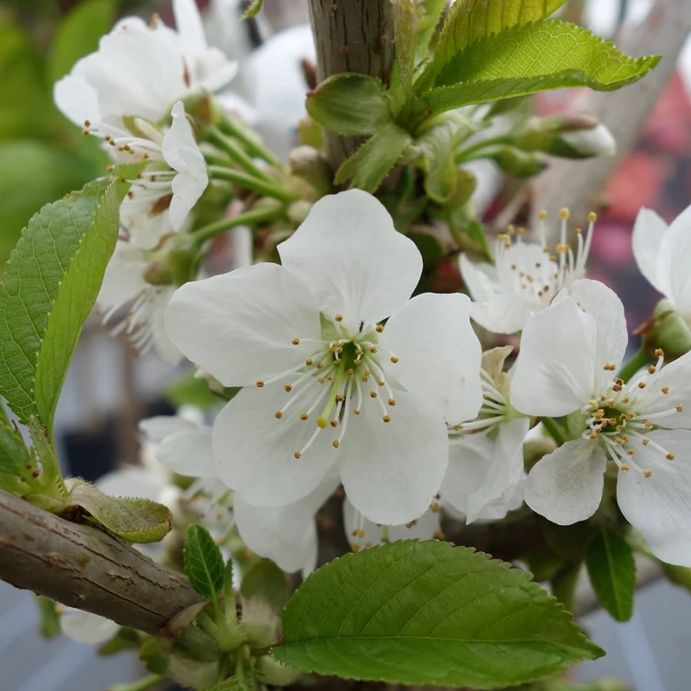 Sweetheart Cherry Tree - Image 2