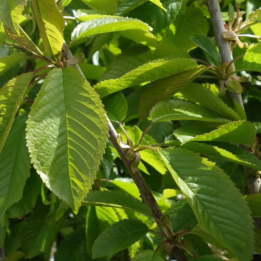 Sweetheart Cherry Tree - Image 3