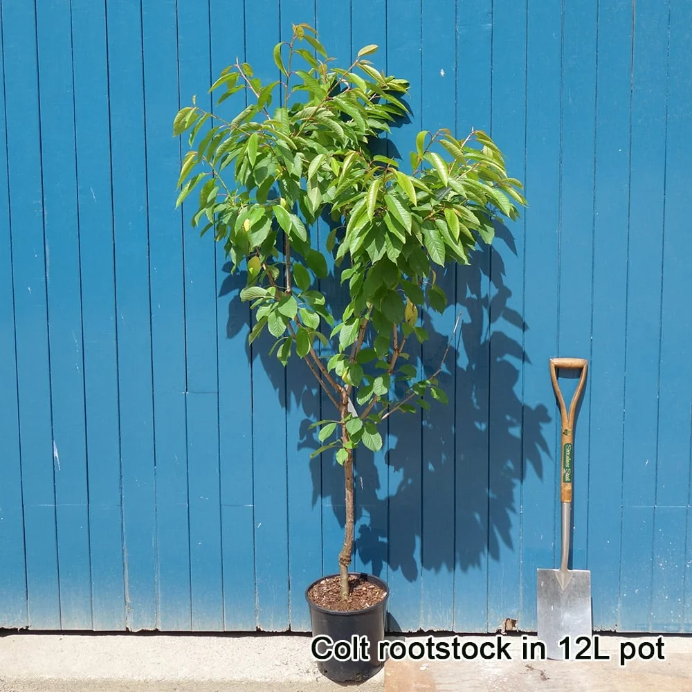 Sweetheart Cherry Tree - Image 4