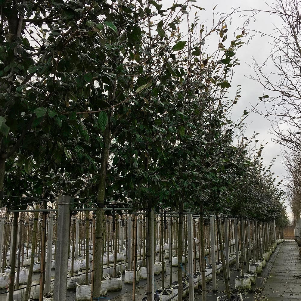 Sycoparrotia semidecidua Tree - Image 2