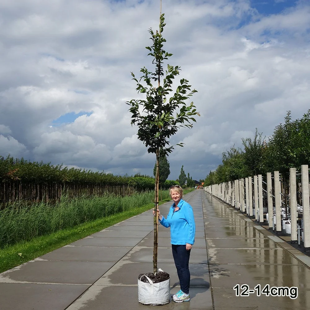 Sycoparrotia semidecidua Tree - Image 5