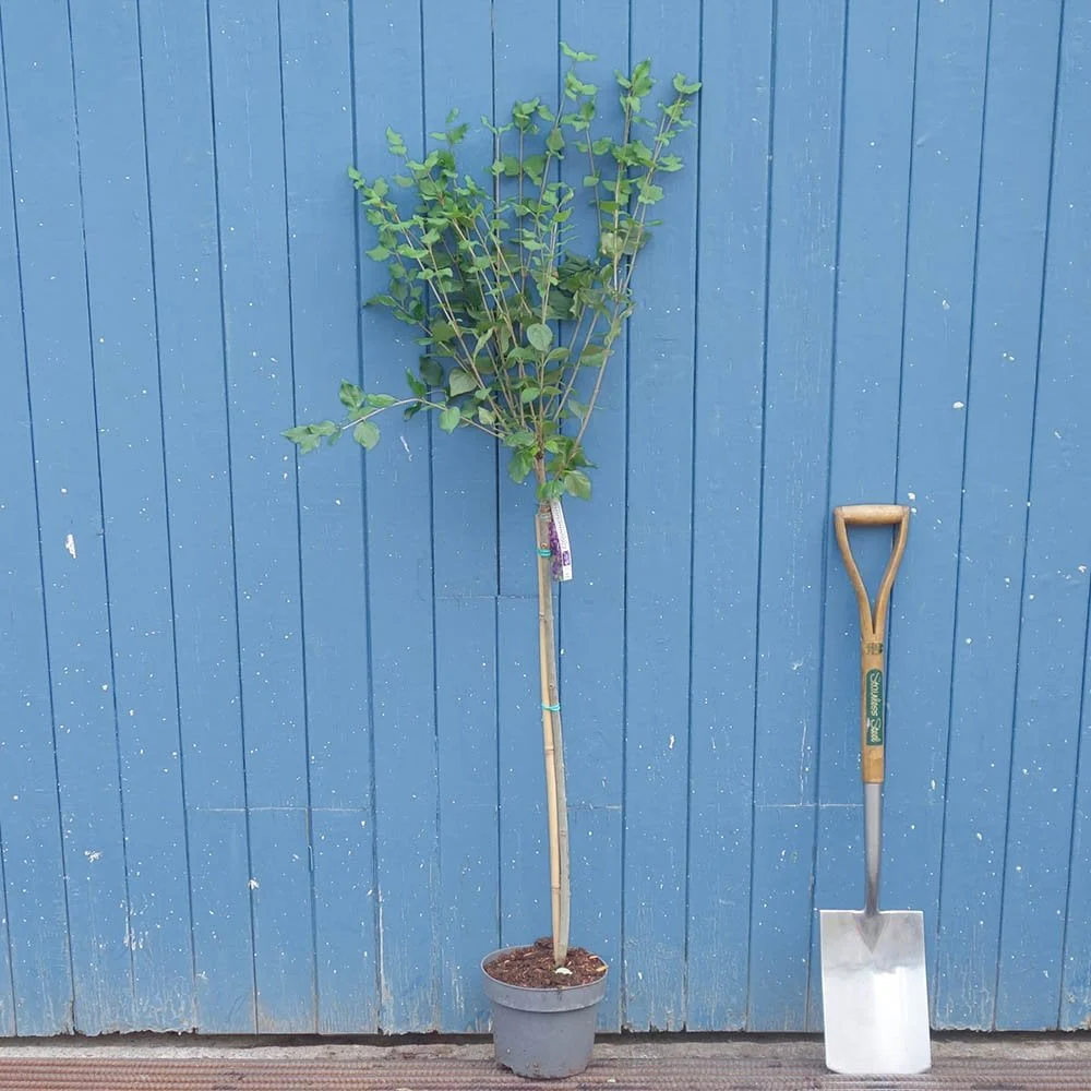 Syringa 'Dark Purple' Tree - Image 4