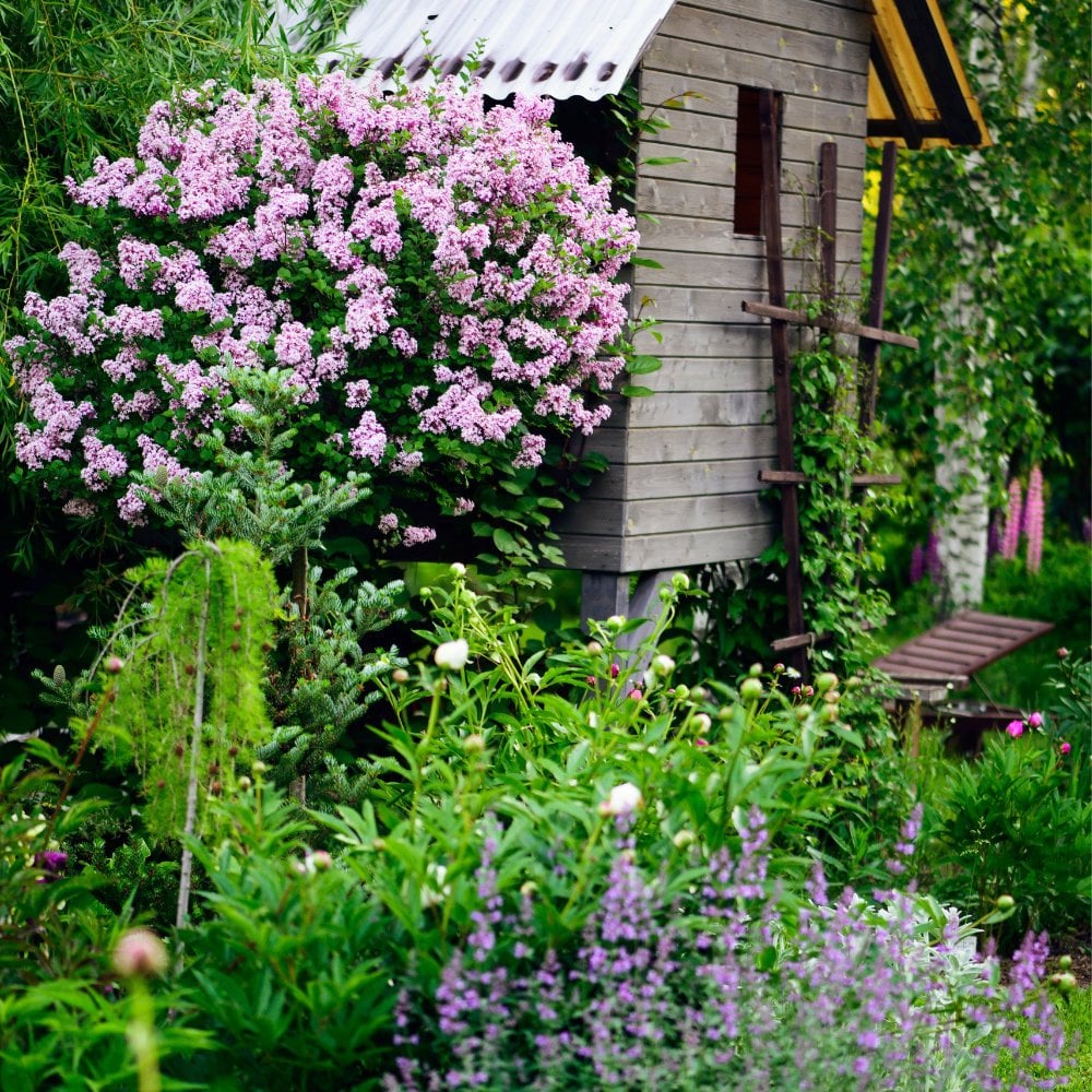 Syringa meyeri 'Palibin' Tree - Image 3
