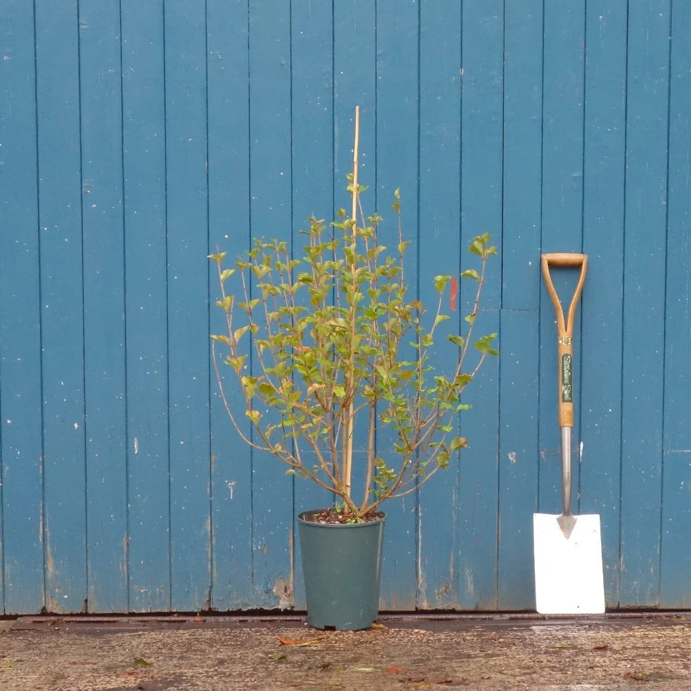 Syringa meyeri 'Palibin' Tree - Image 4