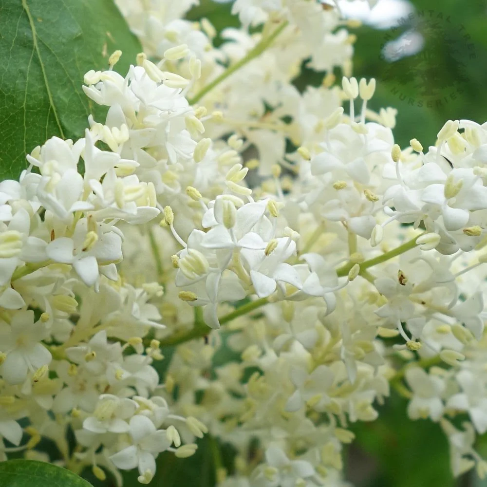 Syringa pekinensis China Snow Tree - Image 3