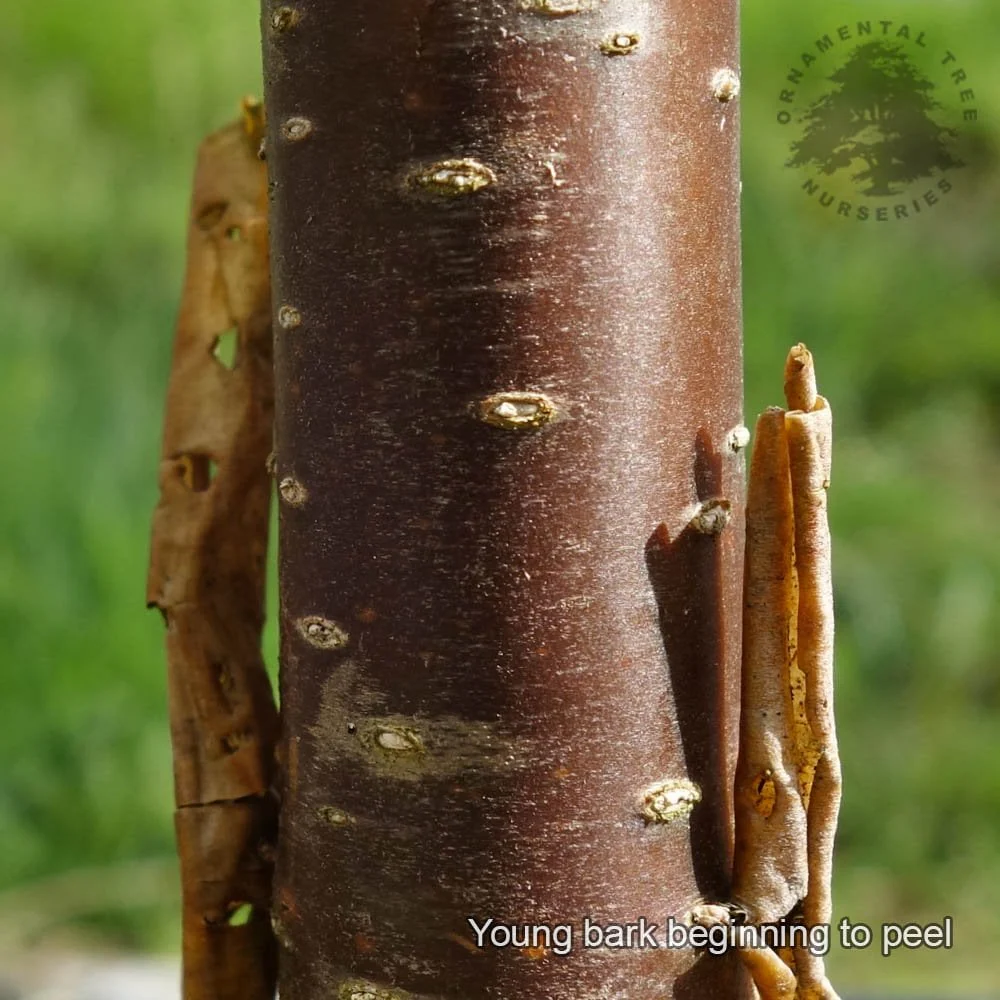 Syringa pekinensis China Snow Tree - Image 4