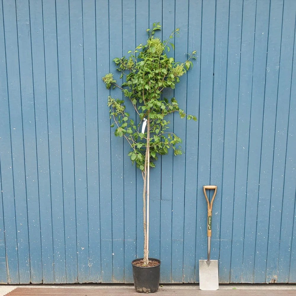 Syringa pekinensis China Snow Tree - Image 5