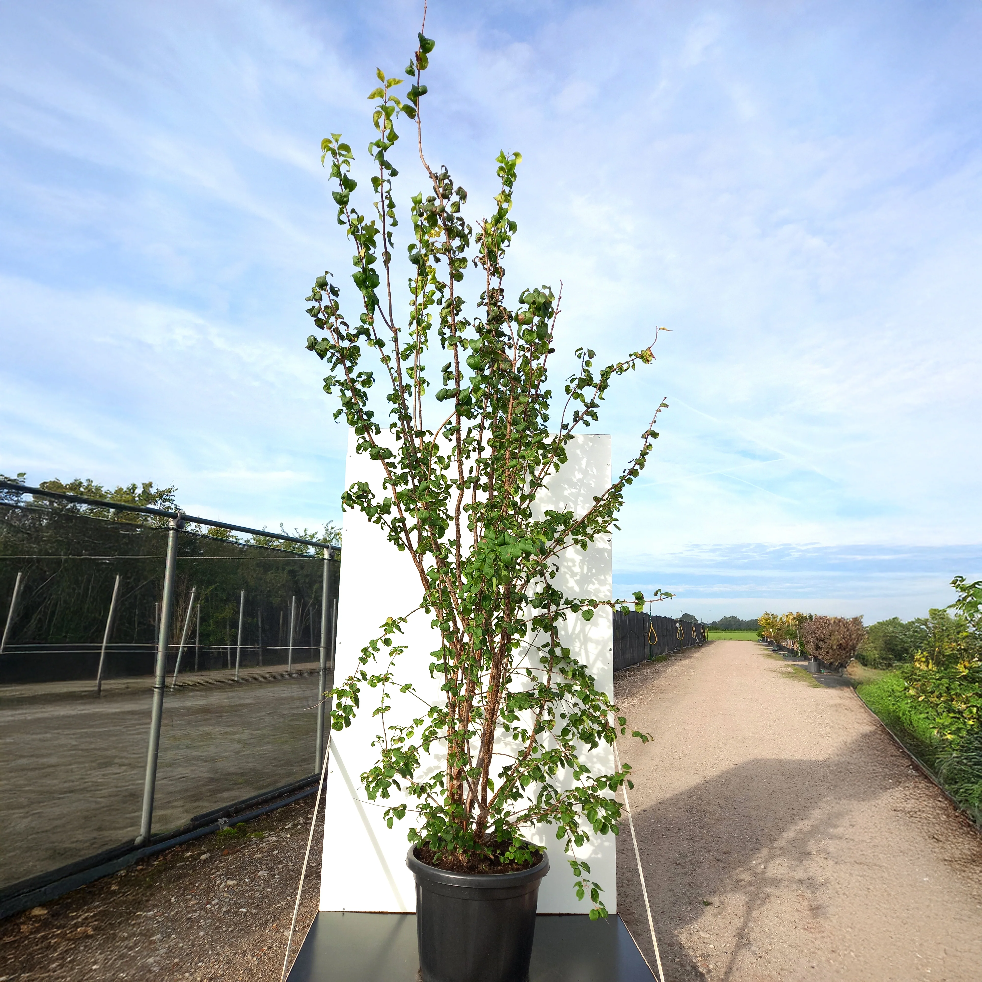 Syringa pekinensis China Snow Tree - Image 6