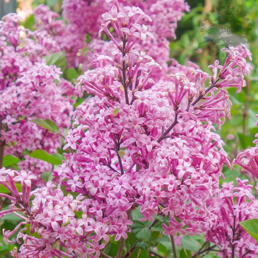 Syringa 'Red Pixie' Shrub