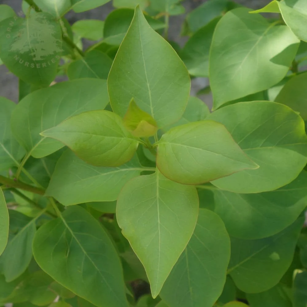 Syringa vulgaris 'Beauty Of Moscow' Tree - Image 3