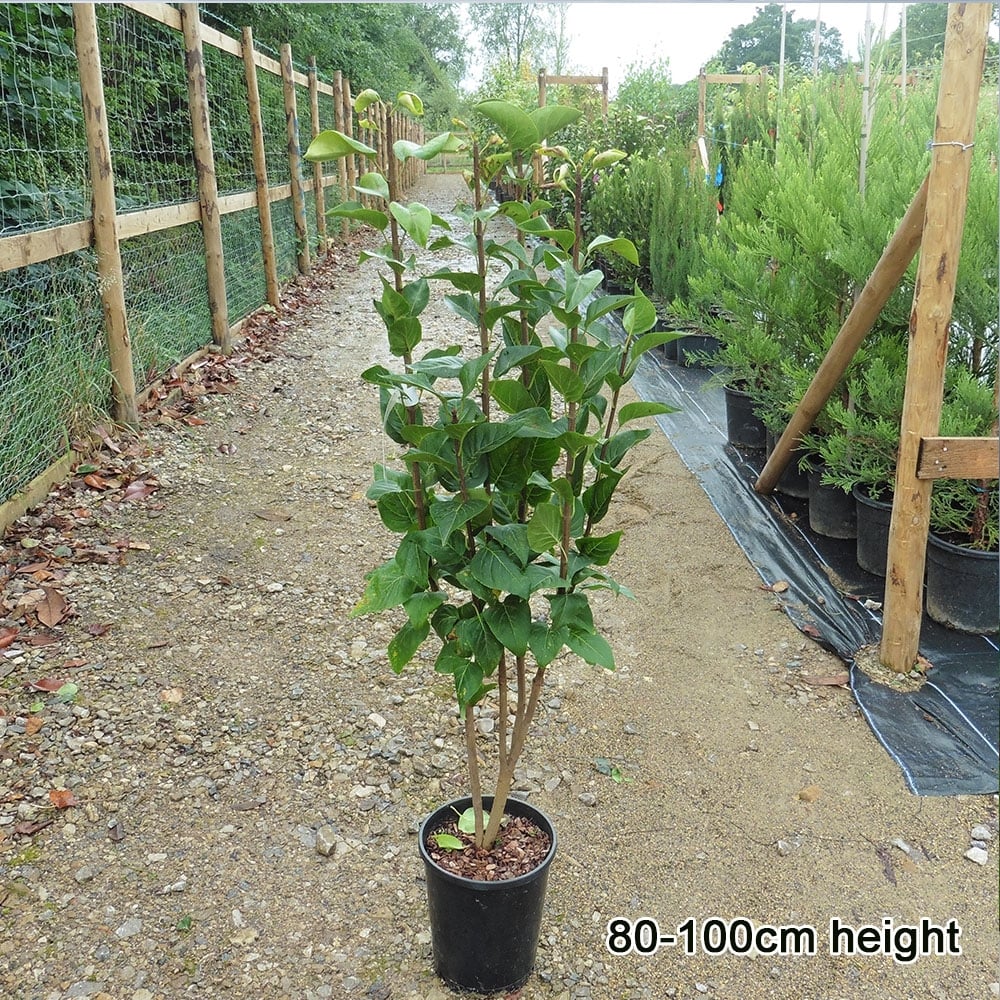 Syringa vulgaris 'Charles Joly' Tree - Image 3