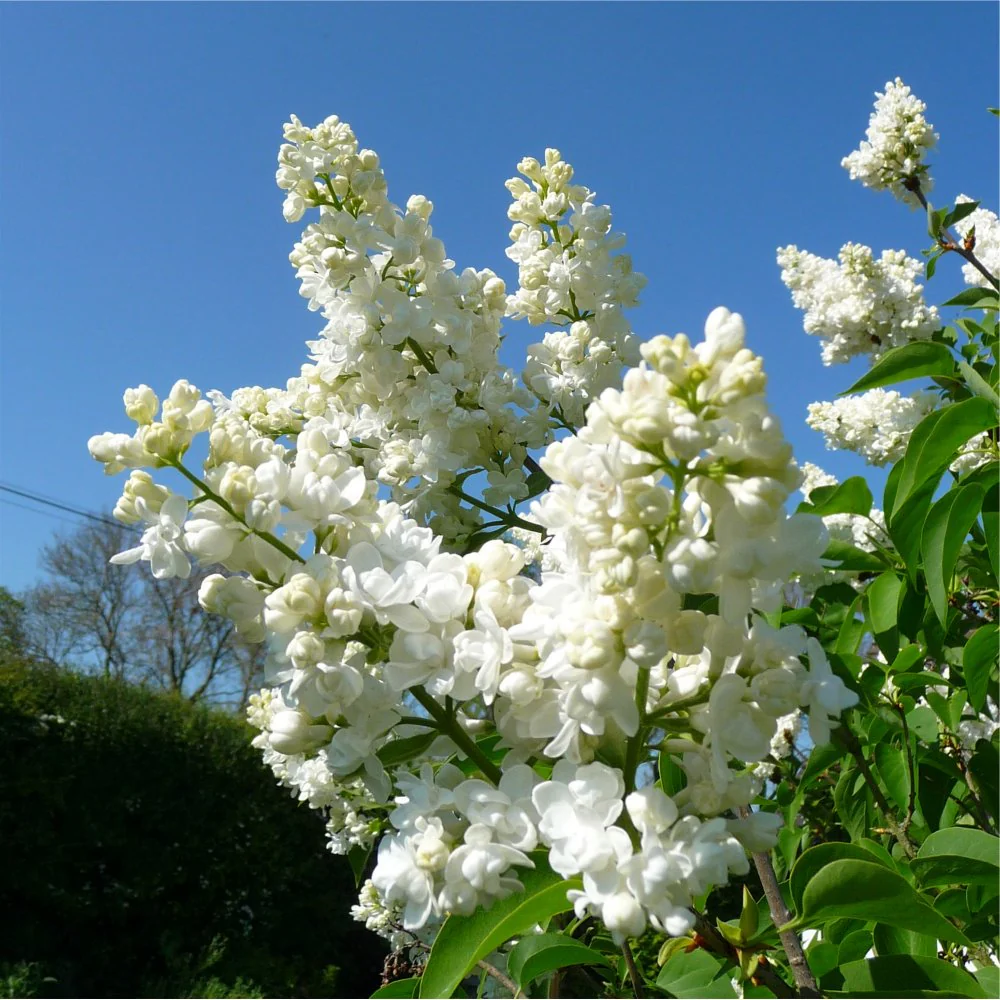 Syringa vulgaris 'Madame Lemoine' Tree - Image 3