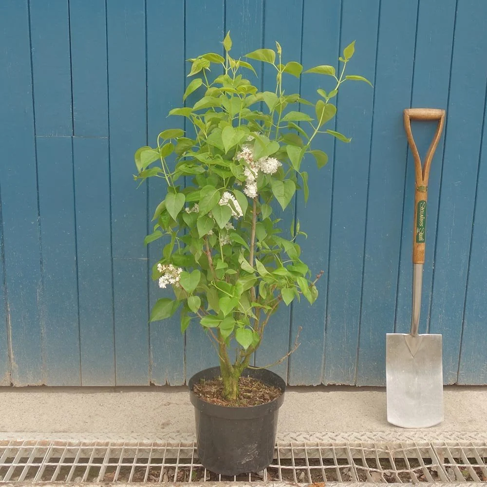 Syringa vulgaris 'Madame Lemoine' Tree - Image 4