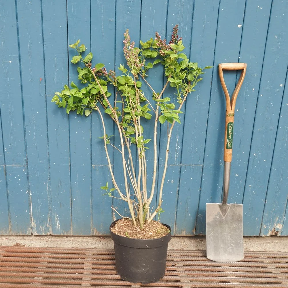 Syringa vulgaris 'Michel Buchner' - Image 3