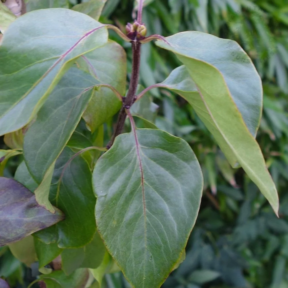 Syringa vulgaris 'Prince Wolkonsky' - Image 3