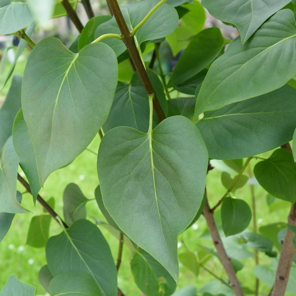 Syringa vulgaris 'Sensation' Tree - Image 3