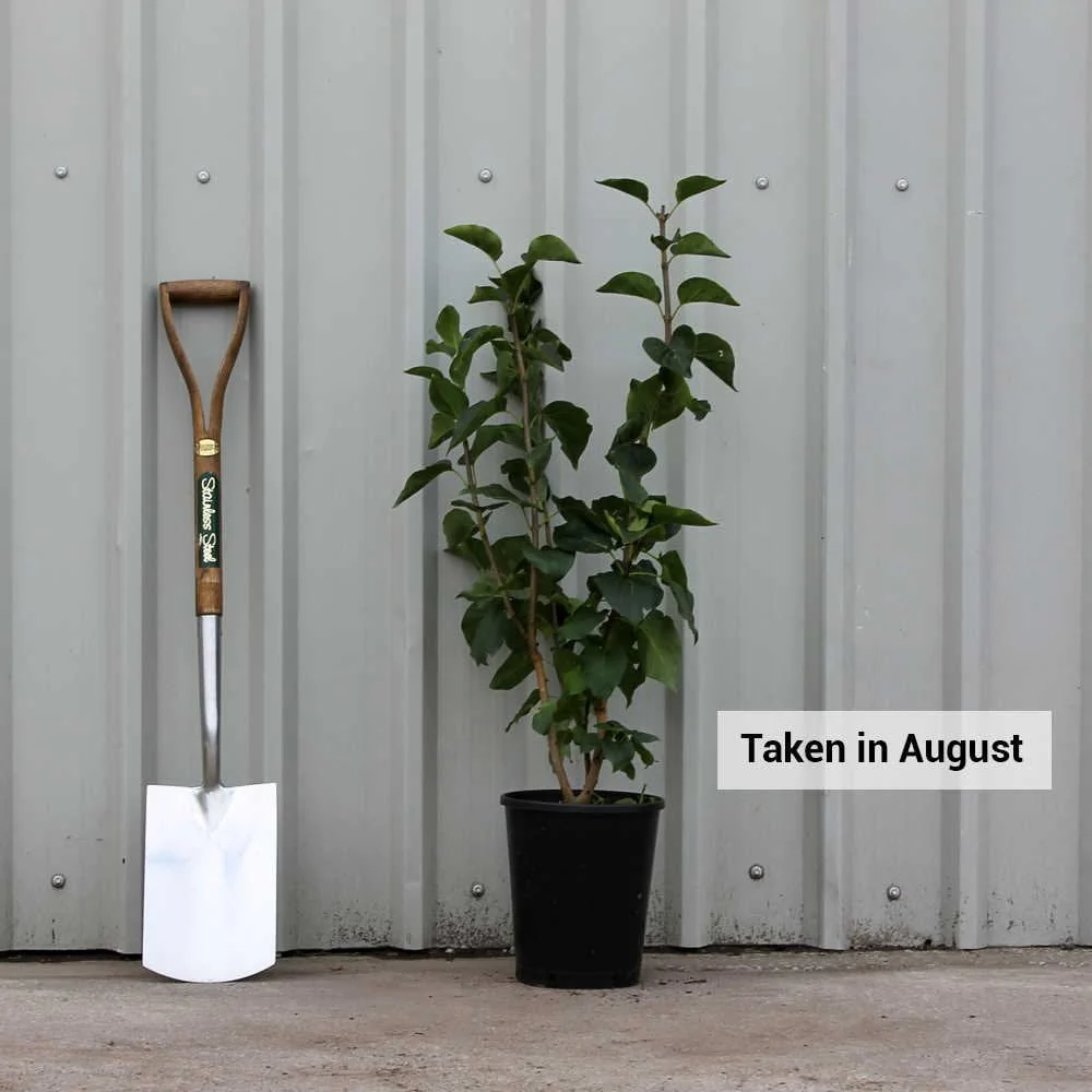 Syringa vulgaris 'Sensation' Tree - Image 4