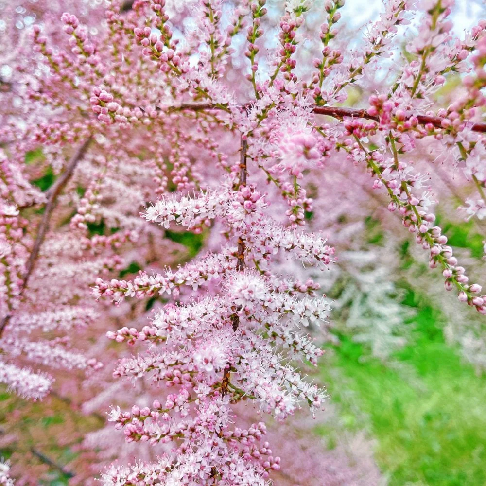 Tamarix ramosissima 'Pink Cascade'