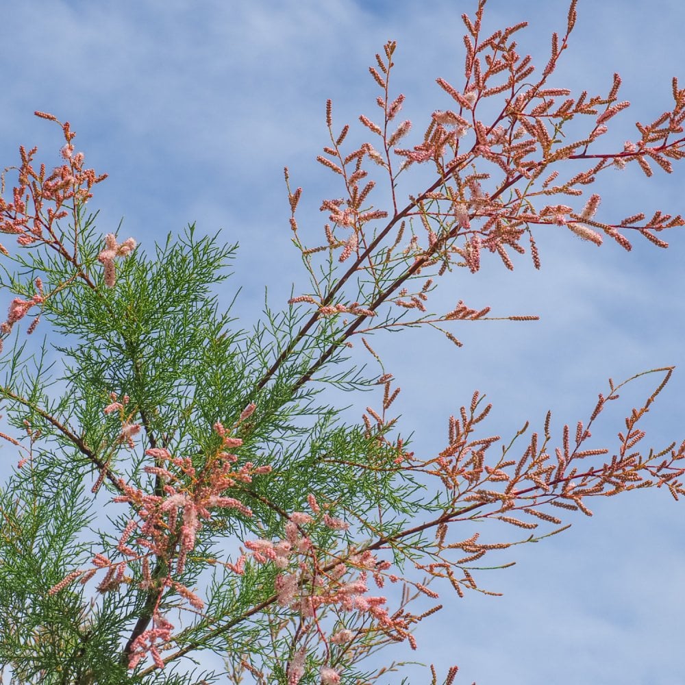 Tamarix ramosissima 'Pink Cascade' - Image 2
