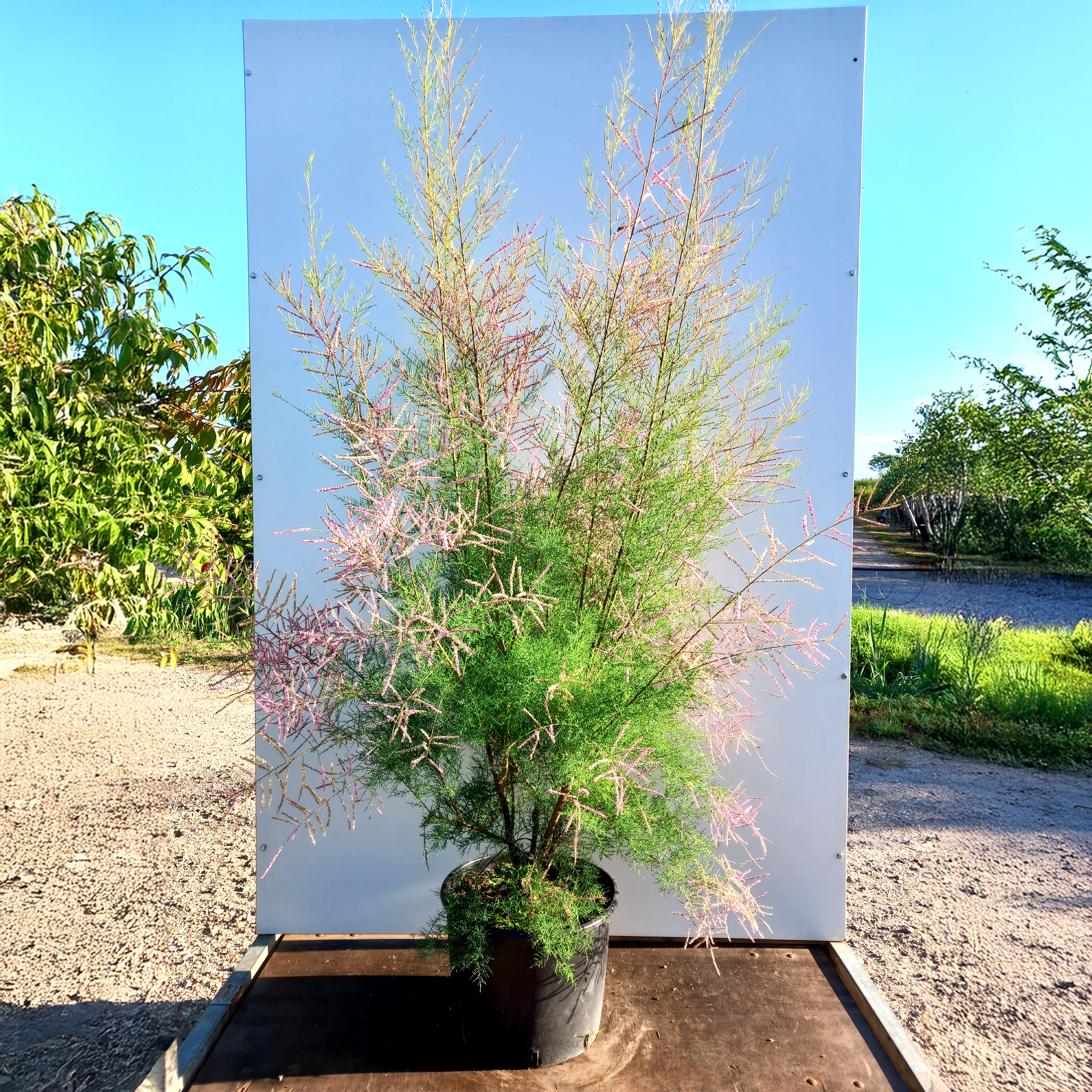 Tamarix ramosissima 'Pink Cascade' - Image 3