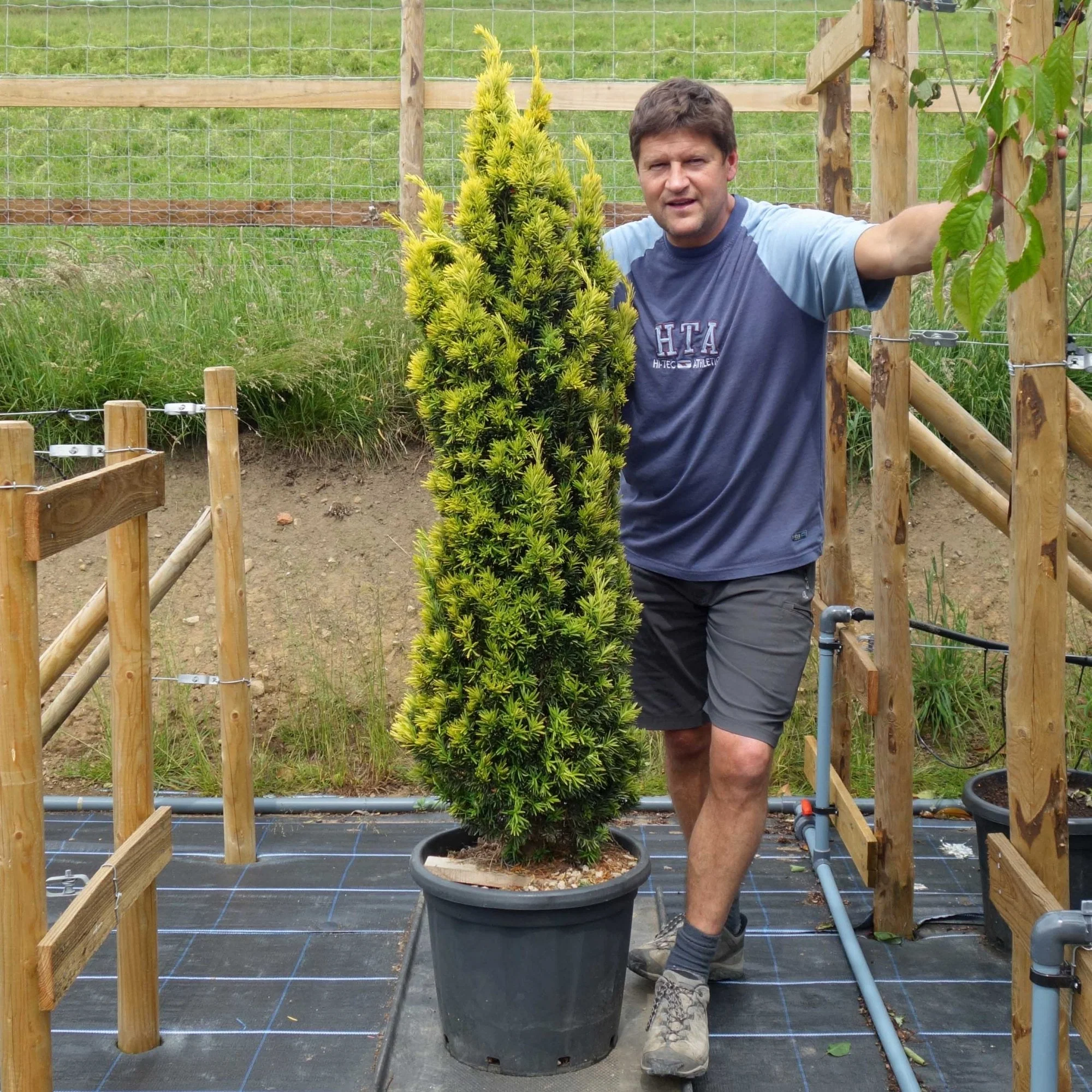 Taxus baccata 'Fastigiata Aurea' Tree - Image 3