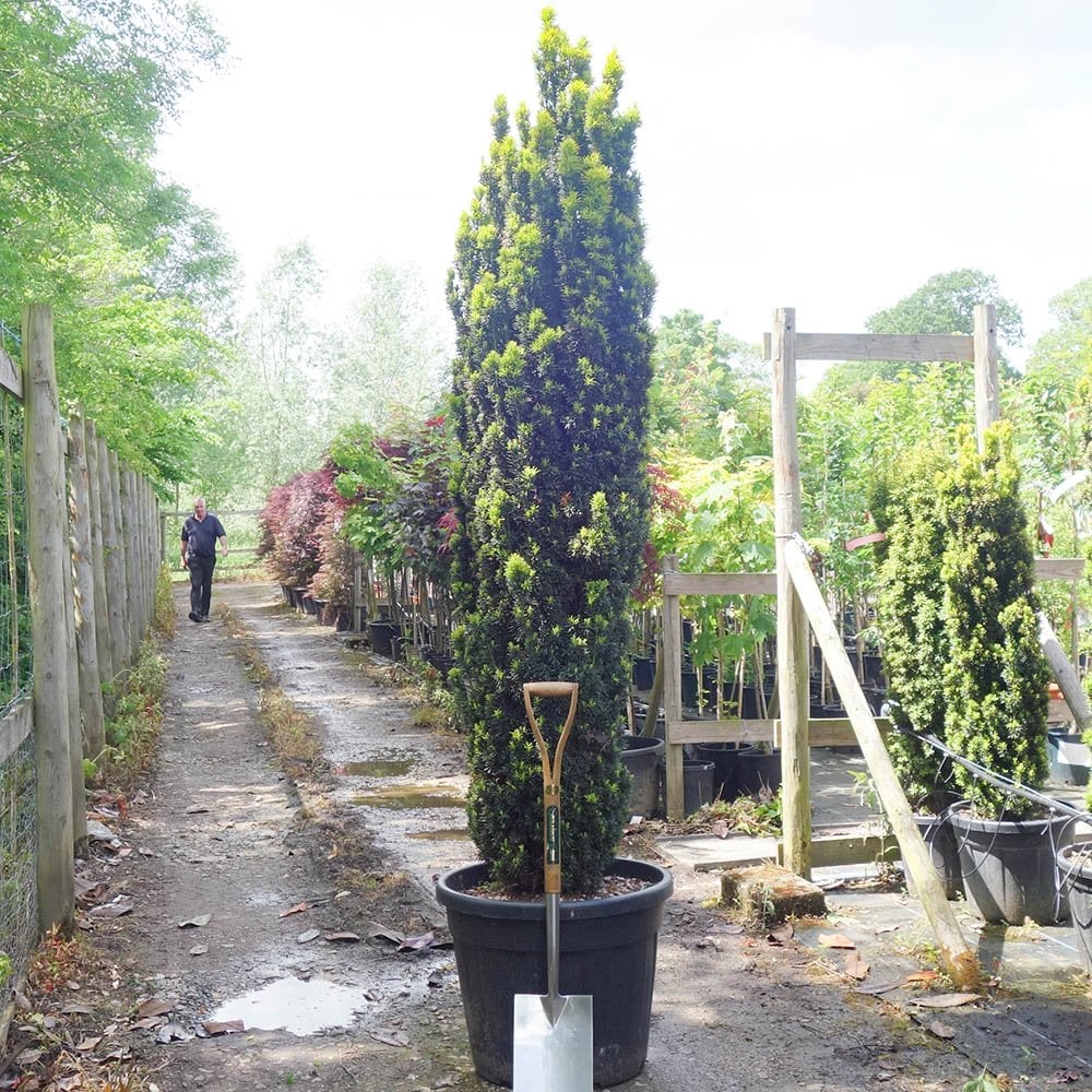 Taxus baccata 'Fastigiata Aurea' Tree - Image 4