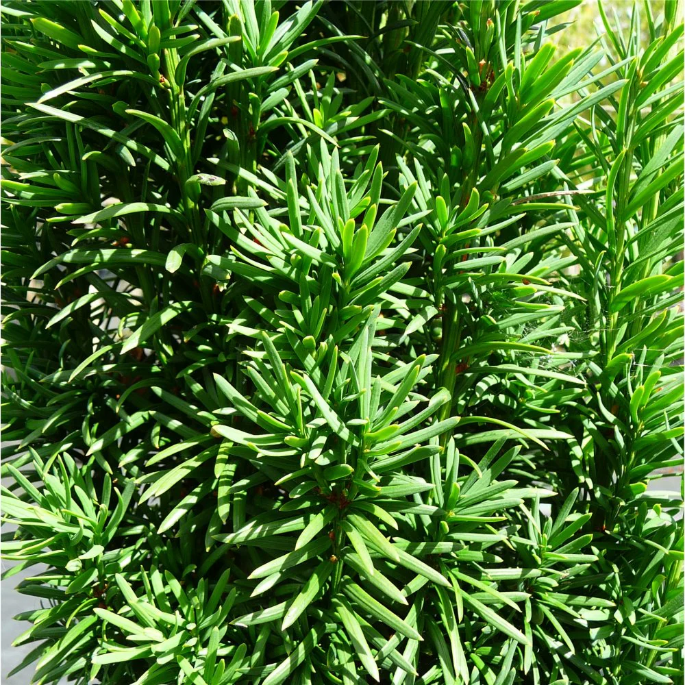 Taxus baccata 'Fastigiata' Tree - Image 3