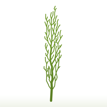 Taxus baccata 'Fastigiata' Tree - Image 4