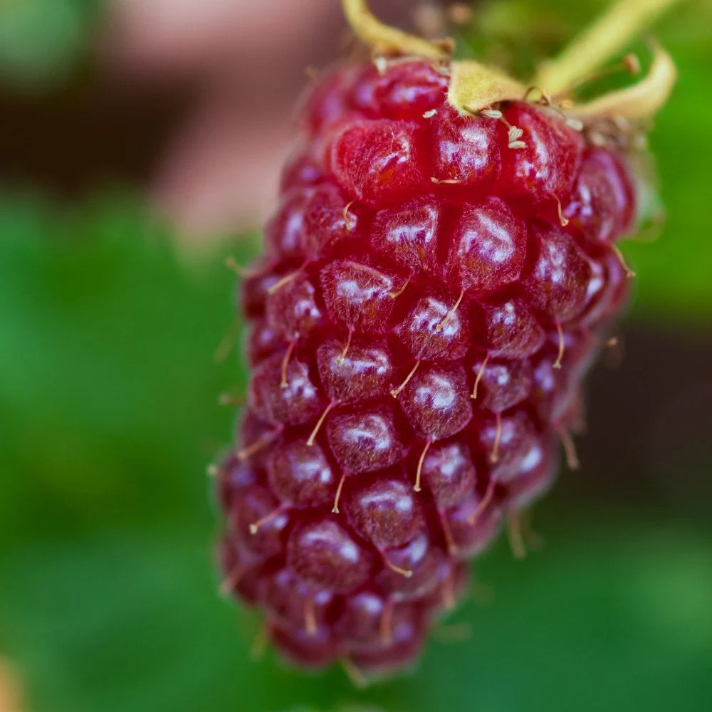 Tayberry Medana Bush