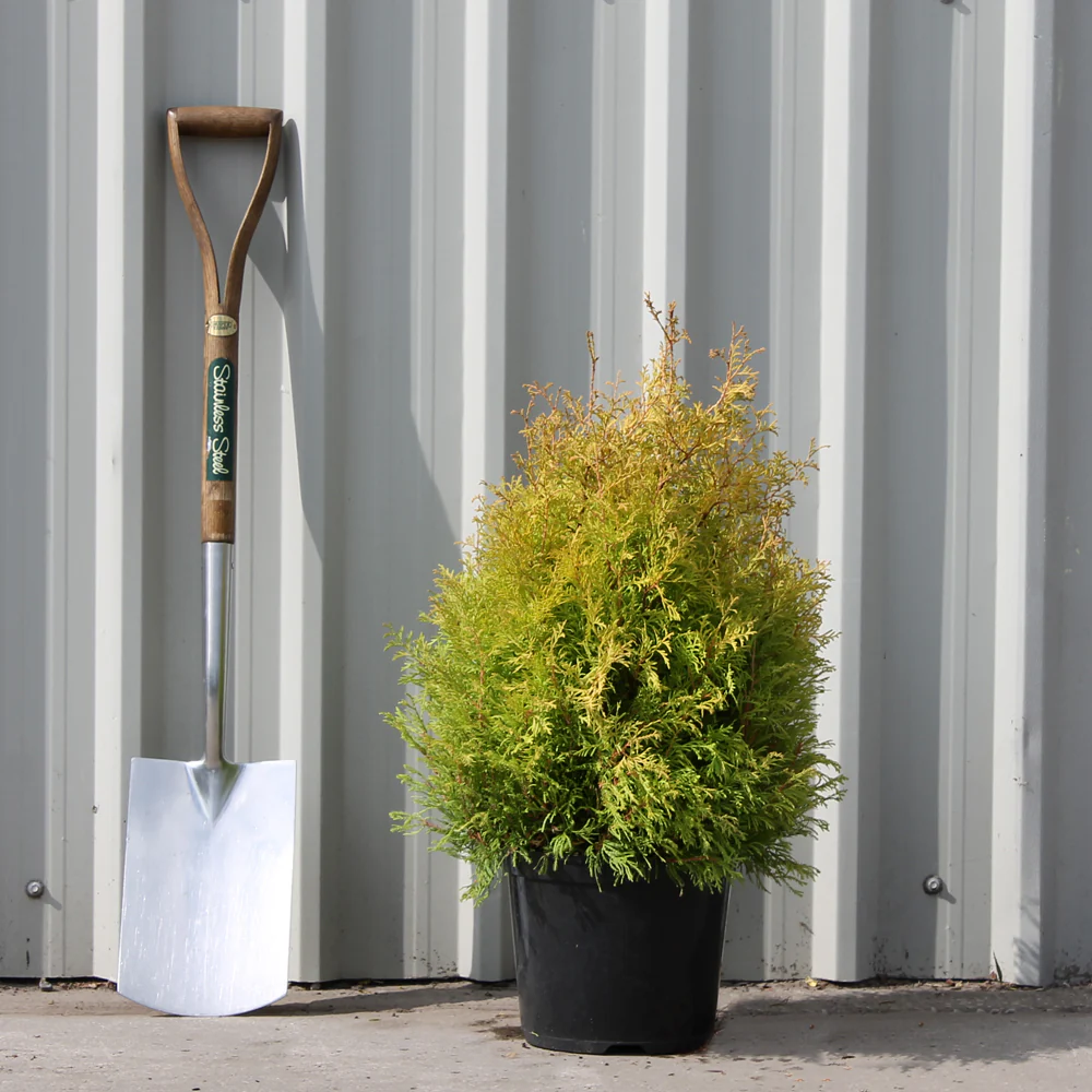 Thuja occidentalis 'Rheingold' Tree - Image 2
