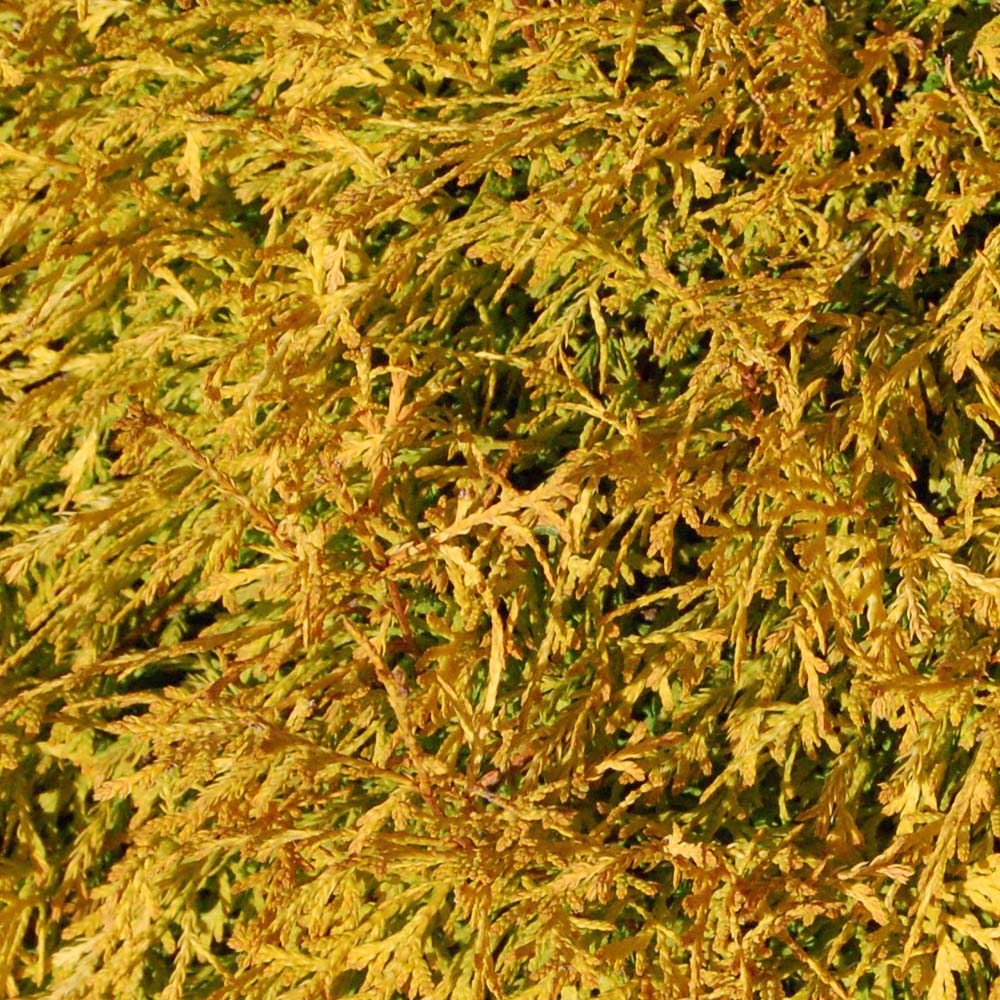 Thuja occidentalis 'Rheingold' Tree - Image 3