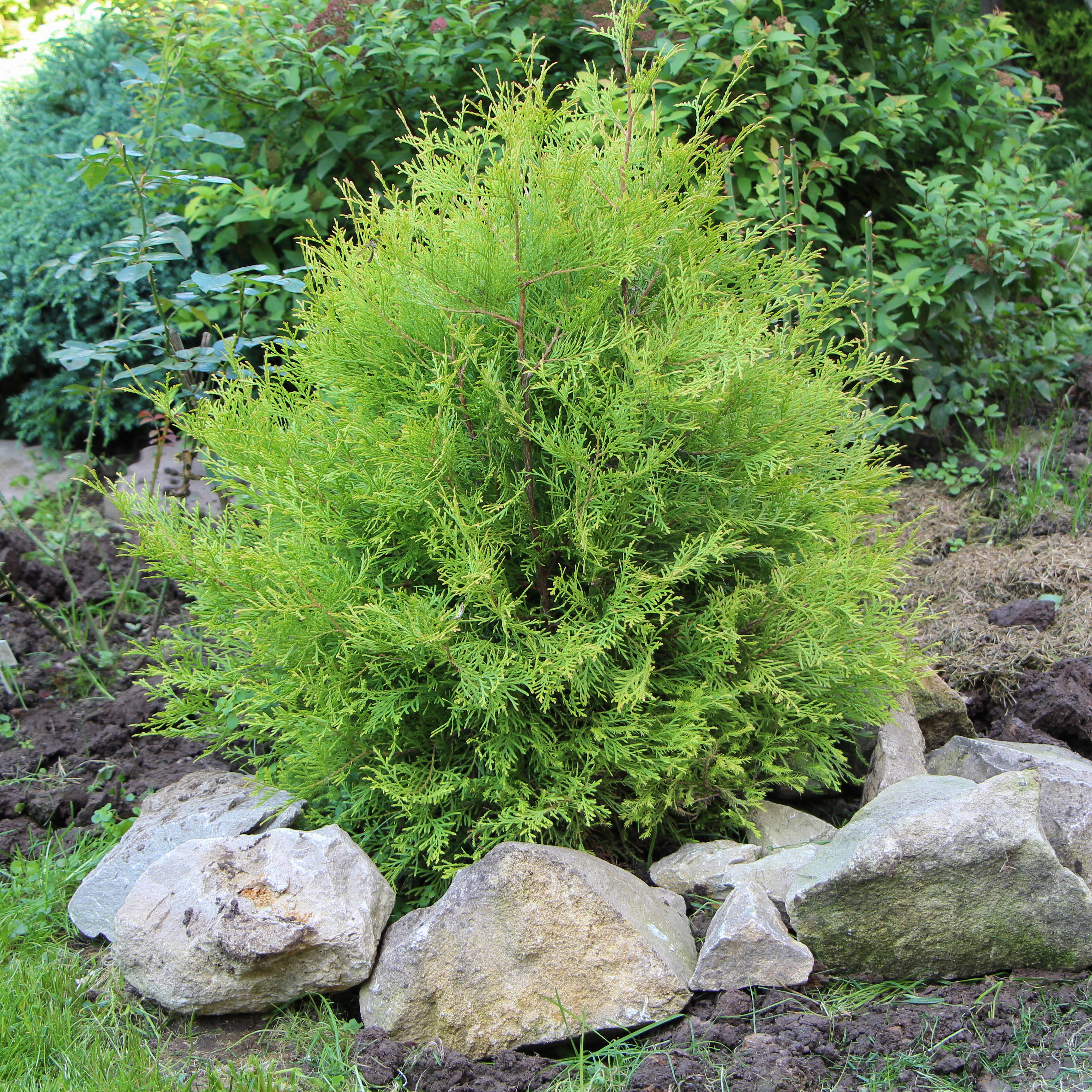 Thuja occidentalis 'Rheingold' Tree - Image 4