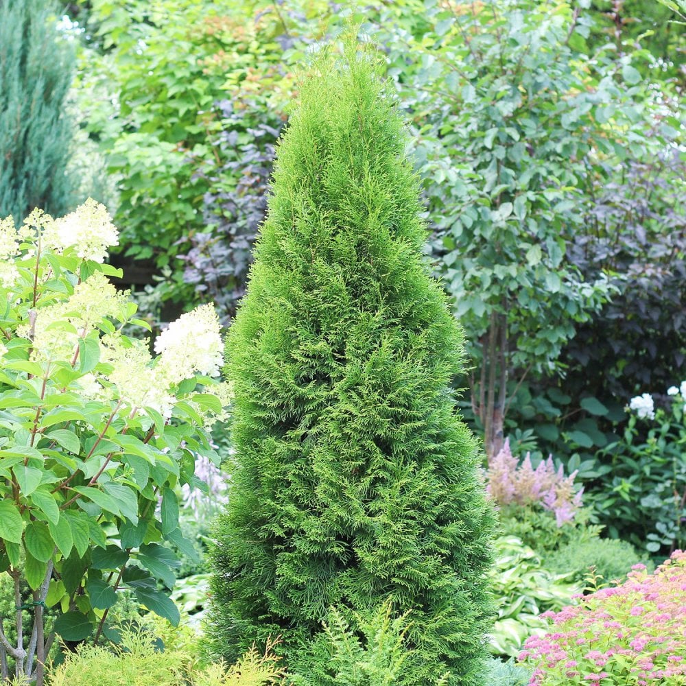 Thuja occidentalis 'Smaragd' Tree