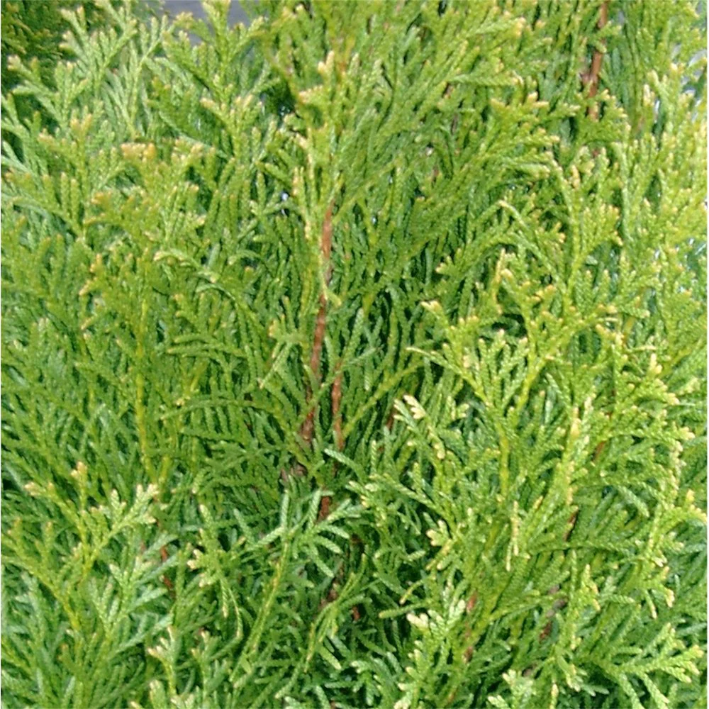 Thuja occidentalis 'Smaragd' Tree - Image 2
