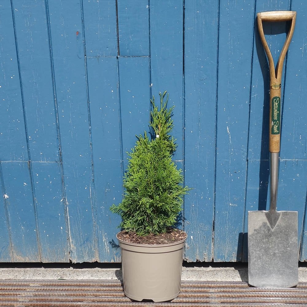 Thuja occidentalis 'Smaragd' Tree - Image 3