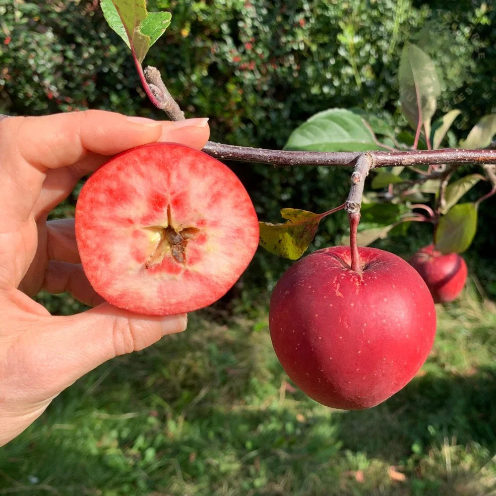 Tickled Pink Apple Tree
