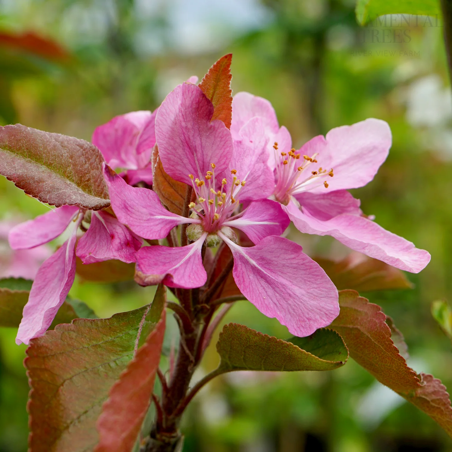 Tickled Pink Apple Tree - Image 2