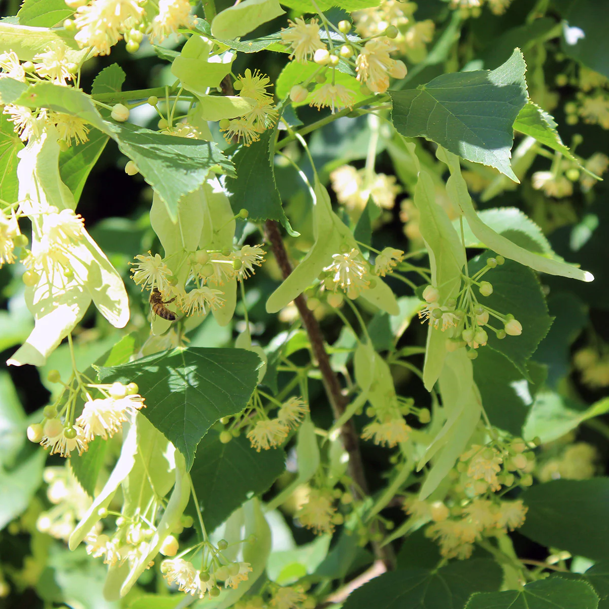 Tilia cordata 'Greenspire' Tree